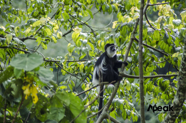 Uganda's Black and White Forest Monkey.